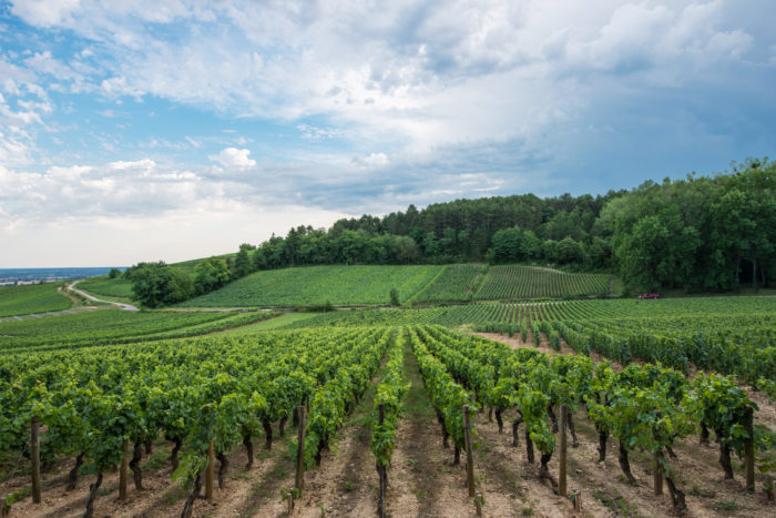 Domaine Deveney-Mars Dans nos vignes