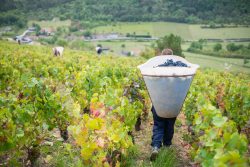 domaine deveney•mars uncategorized vins beaune nuit cotes 