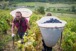 domaine deveney•mars uncategorized vins beaune nuit cotes 