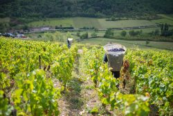 domaine deveney•mars uncategorized vins beaune nuit cotes 