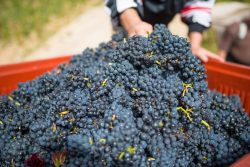 domaine deveney•mars uncategorized vins beaune nuit cotes 