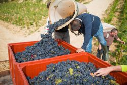 domaine deveney•mars uncategorized vins beaune nuit cotes 