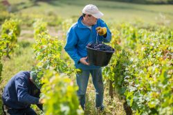 domaine deveney•mars uncategorized vins beaune nuit cotes 