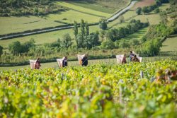 domaine deveney•mars uncategorized vins beaune nuit cotes 