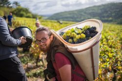 domaine deveney•mars uncategorized vins beaune nuit cotes 