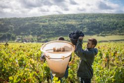 domaine deveney•mars uncategorized vins beaune nuit cotes 