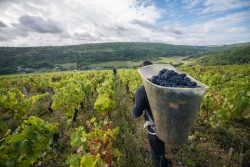 domaine deveney•mars uncategorized vins beaune nuit cotes 