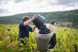 domaine deveney•mars uncategorized vins beaune nuit cotes 