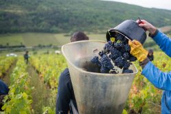 domaine deveney•mars uncategorized vins beaune nuit cotes 