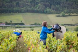 domaine deveney•mars uncategorized vins beaune nuit cotes 