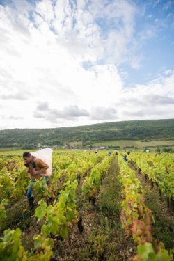 domaine deveney•mars uncategorized vins beaune nuit cotes 