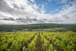 domaine deveney•mars uncategorized vins beaune nuit cotes 