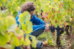 domaine deveney•mars uncategorized vins beaune nuit cotes 