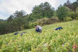 domaine deveney•mars uncategorized vins beaune nuit cotes 